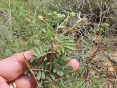 Desmanthus velutinus