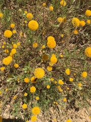 Anacyclus