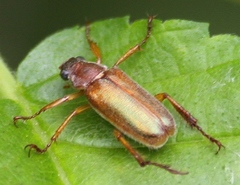 Dichelonyx linearis