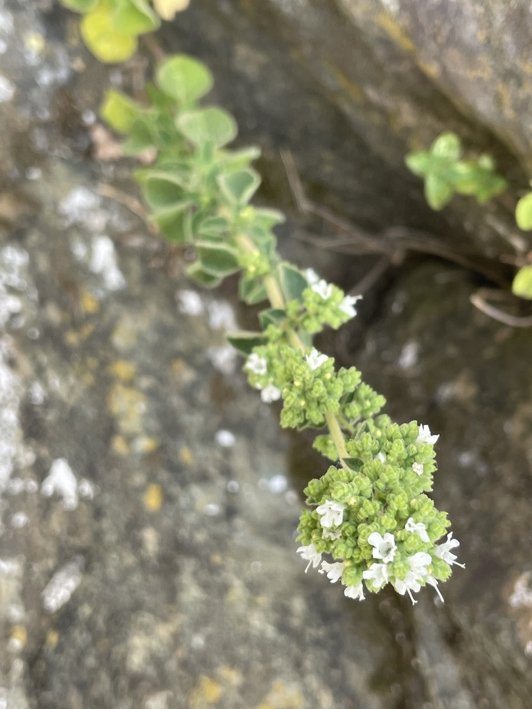 Oregano