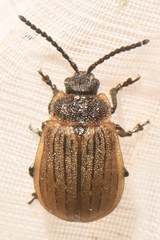 Galeruca interrupta