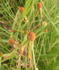Cyperus melanospermus