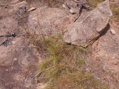 Cyperus semitrifidus