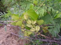 Dioscorea cotinifolia