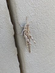 Schistocerca gregaria flaviventris