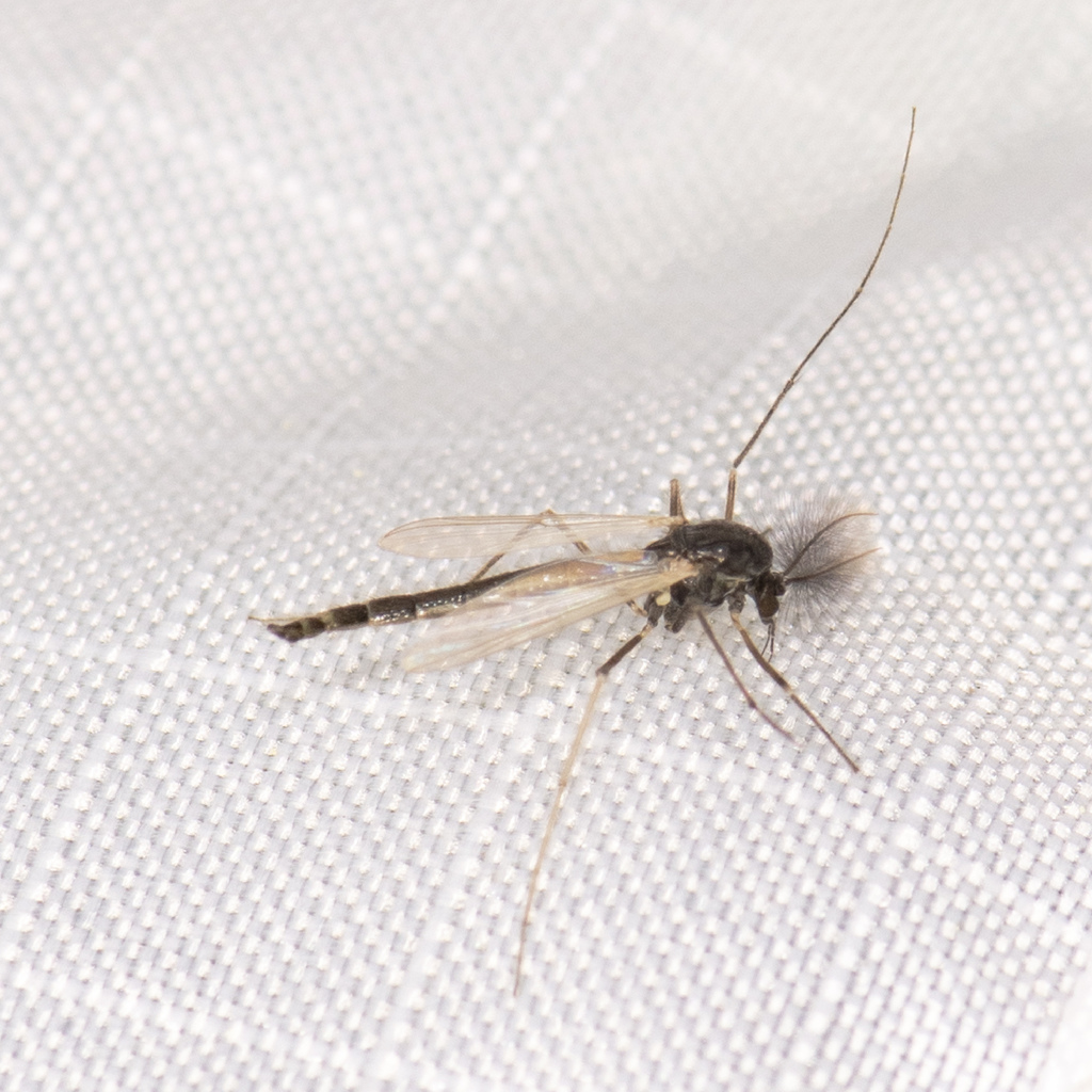 Nonbiting Midges from Pine Stump Junction, Luce Cty, MI USA on May 24