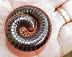 Orthoporoides