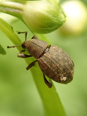 Tropiphorus elevatus