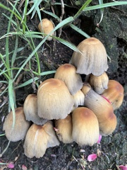 Agaricales
