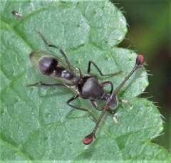 Orthoporoides