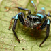 Metallic Blue Jumper - Photo (c) Victor Koo, some rights reserved (CC BY-SA)