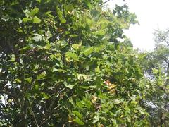 Erythrina lysistemon