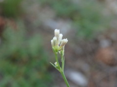 Asperula cynanchica