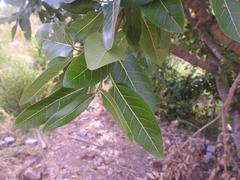 Ficus ingens
