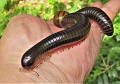 Orthoporoides