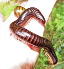 Orthoporoides