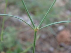 Asperula cynanchica