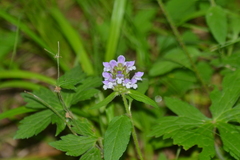 Prunella vulgaris vulgaris