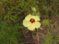 Hibiscus physaloides