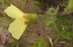 Hibiscus physaloides