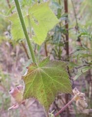 Hibiscus physaloides