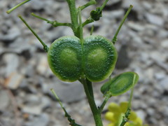 Biscutella cichoriifolia
