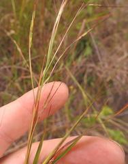 Hyperthelia dissoluta