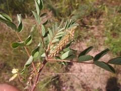 Indigofera astragalina