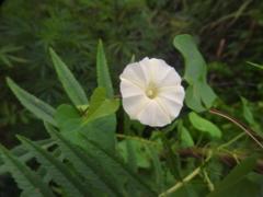 Ipomoea obscura obscura