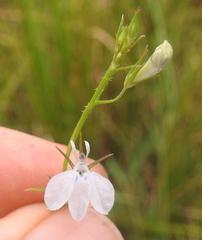Lobelia flaccida flaccida