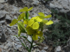 Biscutella cichoriifolia