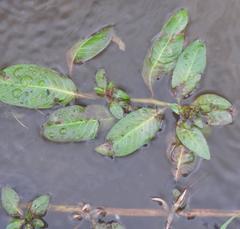 Ludwigia adscendens diffusa