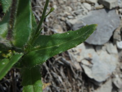 Biscutella cichoriifolia