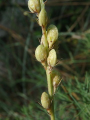 Onobrychis saxatilis