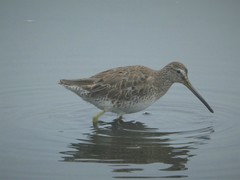 Limnodromus griseus griseus