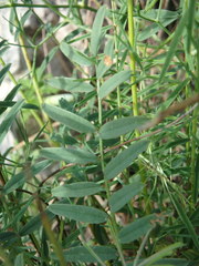 Onobrychis saxatilis