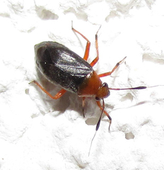 Capsus ater