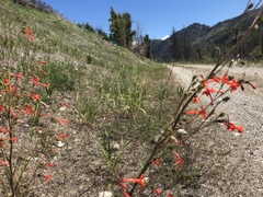 Ipomopsis aggregata formosissima