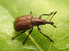 Involvulus cupreus