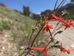 Ipomopsis aggregata formosissima