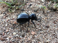 Moluris gibba