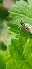 Agrothereutina