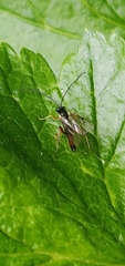 Agrothereutina