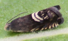 Grapholita interstinctana