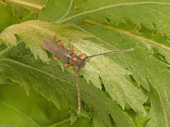 Phytoecia virgula