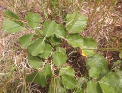 Philenoptera violacea