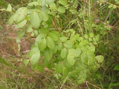 Phyllanthus reticulatus reticulatus