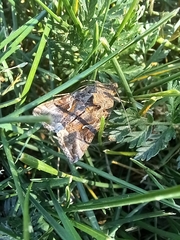 Autographa gamma