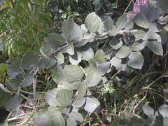 Rhynchosia albissima