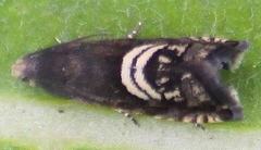 Grapholita interstinctana